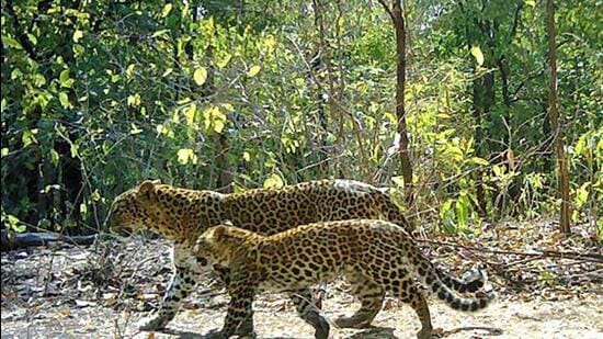 The camera trap study, conducted under the WCT-USAID Tiger Matters Programme, between Nov 2014 and June 2015, found around 180 adult leopards living outside protected forest areas in Vidarbha. (Photo credit - ? Wildlife Conservation Trust/USAID/Maharashtra Forest Department | Camera traps: Panthera Inc.)