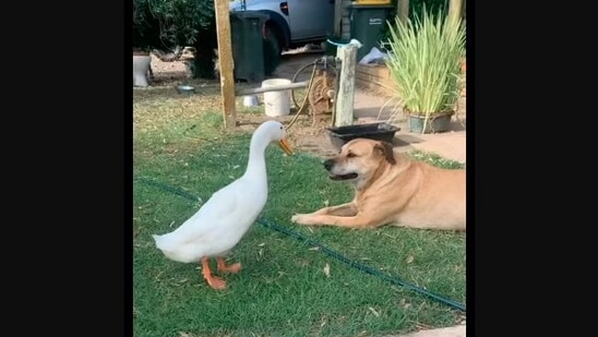 The image, taken from the Instagram video, shows the duck looking at the dog before irritating it.(Instagram/@dennis.the.menace.duck)