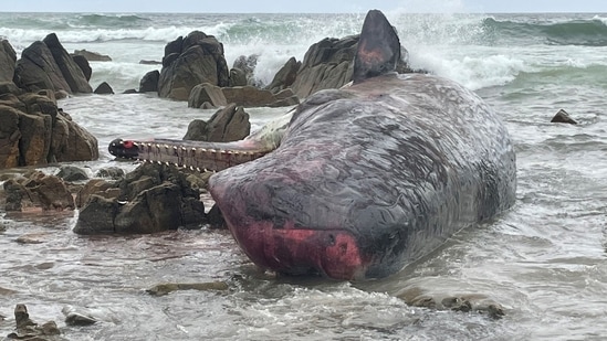 Photos distributed by the department showed whales lying on their sides in shallow water on the rocky shore of the island.(AFP)