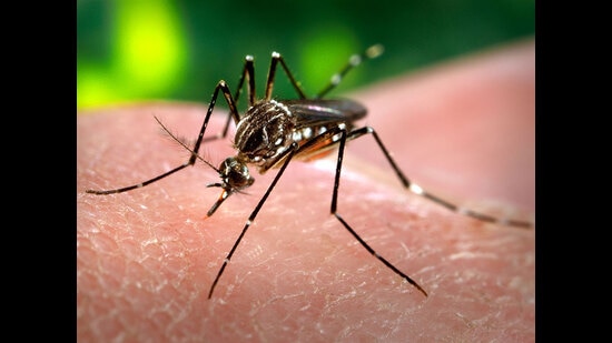 With heavy rains lashing the city in the past one week, water has accumulated in many spots, thus causing dengue cases to rise. (REPRESENTATIVE IMAGE)