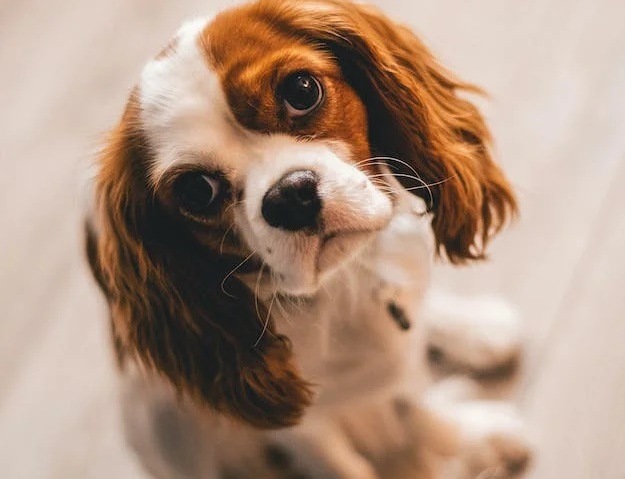 Is your dog losing too much hair? Experts on possible causes (Pexels)