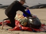 A rescuer pours water on one of stranded whales on Ocean Beach, near Strahan, Australia Wednesday, Sept. 21, 2022. (Australian Broadcasting Corporation via AP) A rescuer pours water on one of stranded whales on Ocean Beach, near Strahan, Australia Wednesday, Sept. 21, 2022. (Australian Broadcasting Corporation via AP)