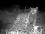 The image, taken from the Twitter video, shows the leopard taking back her cub.