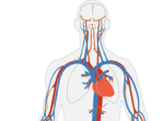 Coronary artery disease: Causes, symptoms, treatment, tips to stay healthier after recovering from it(Image by Clker-Free-Vector-Images from Pixabay) Coronary artery disease: Causes, symptoms, treatment, tips to stay healthier after recovering from it(Image by Clker-Free-Vector-Images from Pixabay)