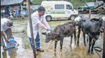 Veterinary doctors of BMC and State Animal Husbandry departments vaccinate cattle against Lumpy Skin Disease after two of them at Aarey Colony tested positive for the disease. Around 1028 bovines were vaccinated in 5 days at Aarey Milk Colony, Goregaon. (Satish Bate/HT PHOTO) Veterinary doctors of BMC and State Animal Husbandry departments vaccinate cattle against Lumpy Skin Disease after two of them at Aarey Colony tested positive for the disease. Around 1028 bovines were vaccinated in 5 days at Aarey Milk Colony, Goregaon. (Satish Bate/HT PHOTO)