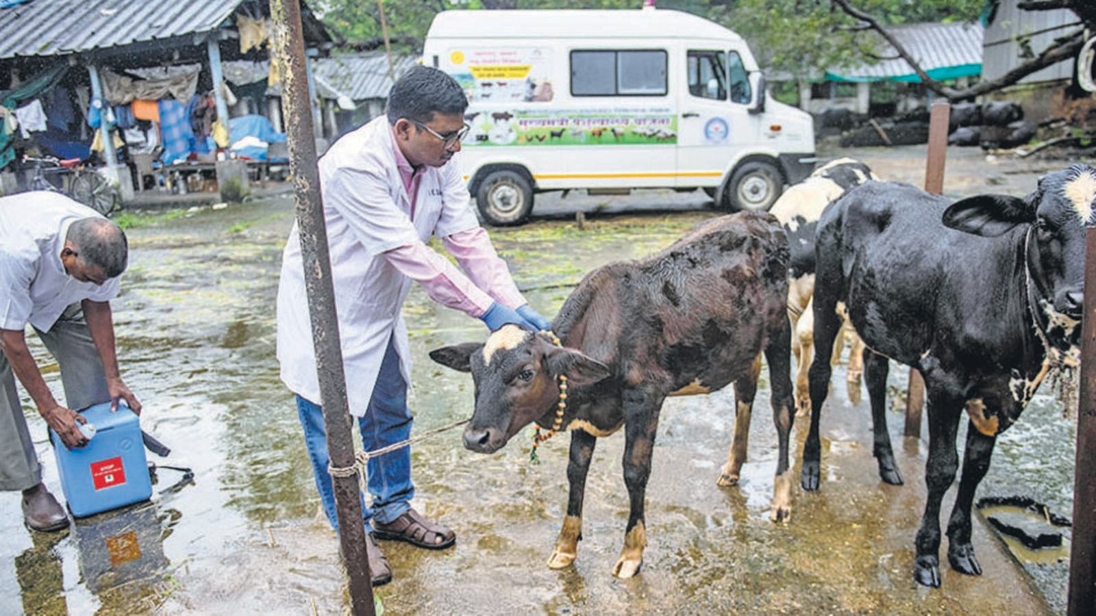 Veterinarian With Cow