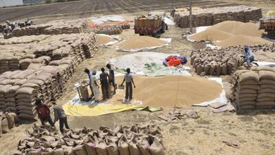 A prolonged heatwave in March trimmed India’s wheat output, which is now estimated to be 106.8 million tonnes, a three-year low. (Representational photo) A prolonged heatwave in March trimmed India’s wheat output, which is now estimated to be 106.8 million tonnes, a three-year low. (Representational photo)