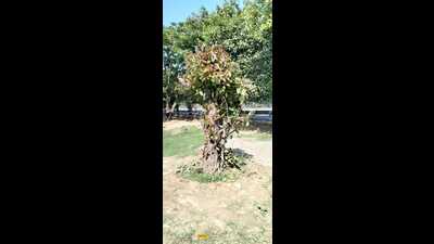 19 trees were translocated successfully (Sourced)