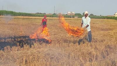 Just six days into the paddy harvest season, Punjab has already recorded 136 stubble burning cases across the state. (HT File/Representational image)