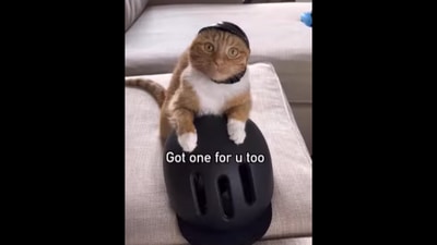 This is how the cat ‘convinces’ its human to accompany it on a bike ride. (Instagram/@heyitsgingerandpepper) This is how the cat ‘convinces’ its human to accompany it on a bike ride. (Instagram/@heyitsgingerandpepper)