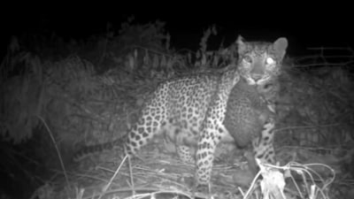 The image, taken from the Twitter video, shows the leopard taking back her cub. (Twitter/@ParveenKaswan)