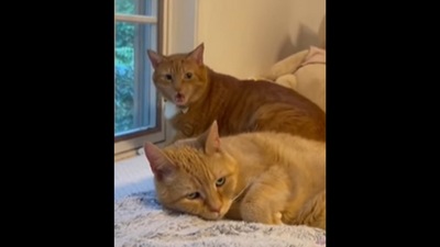 This is how the cats react when the human wakes them up after sneezing. (Instagram/@dani_lane) This is how the cats react when the human wakes them up after sneezing. (Instagram/@dani_lane)