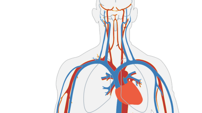 Coronary artery disease: Causes, symptoms, treatment, tips to stay healthier after recovering from it (Image by Clker-Free-Vector-Images from Pixabay) Coronary artery disease: Causes, symptoms, treatment, tips to stay healthier after recovering from it (Image by Clker-Free-Vector-Images from Pixabay)