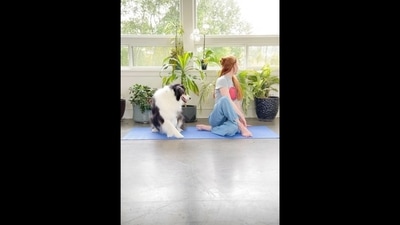 The image, taken from viral video, shows the Australian Shepherd dog doing yoga session with her pet mom. (Instagram/@aww_dogss) The image, taken from viral video, shows the Australian Shepherd dog doing yoga session with her pet mom. (Instagram/@aww_dogss)