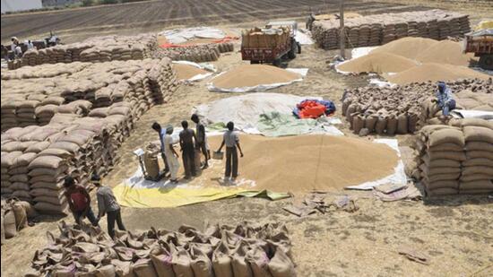 A prolonged heatwave in March trimmed India’s wheat output, which is now estimated to be 106.8 million tonnes, a three-year low. (Representational photo) A prolonged heatwave in March trimmed India’s wheat output, which is now estimated to be 106.8 million tonnes, a three-year low. (Representational photo)