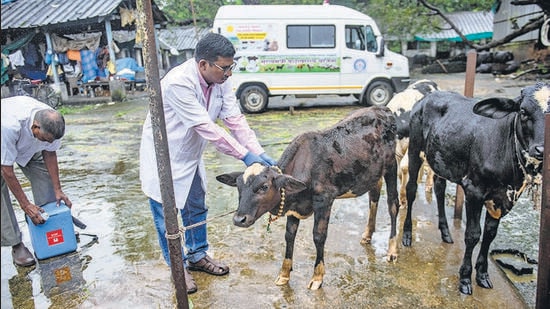 Veterinary doctors of BMC and State Animal Husbandry departments vaccinate cattle against Lumpy Skin Disease after two of them at Aarey Colony tested positive for the disease. Around 1028 bovines were vaccinated in 5 days at Aarey Milk Colony, Goregaon. (Satish Bate/HT PHOTO) Veterinary doctors of BMC and State Animal Husbandry departments vaccinate cattle against Lumpy Skin Disease after two of them at Aarey Colony tested positive for the disease. Around 1028 bovines were vaccinated in 5 days at Aarey Milk Colony, Goregaon. (Satish Bate/HT PHOTO)