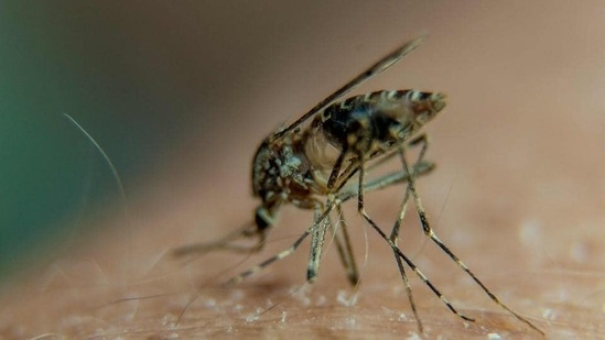Chemical mixture in skin attracts mosquitoes that spread illness