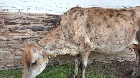 The situation due to the lumpy skin disease (LSD) continues to be grim in Himachal as the state has been recording more than 2,000 infections and over 200 cattle death daily. (HT Photo)