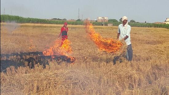 Just six days into the paddy harvest season, Punjab has already recorded 136 stubble burning cases across the state. (HT File/Representational image)