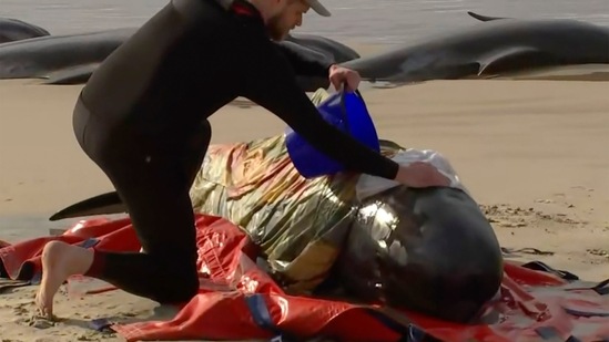 A rescuer pours water on one of stranded whales on Ocean Beach, near Strahan, Australia Wednesday, Sept. 21, 2022. (Australian Broadcasting Corporation via AP)