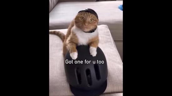 This is how the cat ‘convinces’ its human to accompany it on a bike ride.&nbsp;(Instagram/@heyitsgingerandpepper)