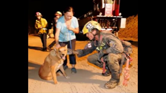 The visually impaired dog got rescued by firefighters after falling into a construction site.&nbsp;(Facebook/@PasadenaFD)