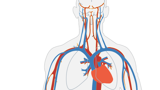 Coronary artery disease: Causes, symptoms, treatment, tips to stay healthier after recovering from it(Image by Clker-Free-Vector-Images from Pixabay)