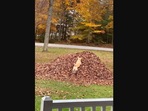 The image, taken from the Instagram video, shows the dog named Stella jumping into a pile of leaves.