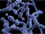 Microbes in gut consume plant sugars as food(Unsplash) Microbes in gut consume plant sugars as food(Unsplash)