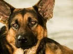 Caring for a pet is getting harder and more expensive, said Biernacki, who started her no-kill shelter in 2001. (HT File) Caring for a pet is getting harder and more expensive, said Biernacki, who started her no-kill shelter in 2001. (HT File)