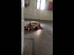 The video of patient's attendant offering namaz outside a ward at a government hospital in Prayagraj is being widely shared on social media.(Source: Twitter) The video of patient's attendant offering namaz outside a ward at a government hospital in Prayagraj is being widely shared on social media.(Source: Twitter)
