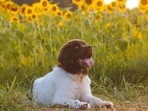 If your dog has been sitting too much instead of walking, there could be many reasons behind it.(Pixabay) If your dog has been sitting too much instead of walking, there could be many reasons behind it.(Pixabay)