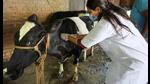 Lumpy skin disease has been reported in 28 districts of Agra, Jhansi, Meerut, Saharanpur, Moradabad and Bareilly divisions. (Pic for representation) Lumpy skin disease has been reported in 28 districts of Agra, Jhansi, Meerut, Saharanpur, Moradabad and Bareilly divisions. (Pic for representation)