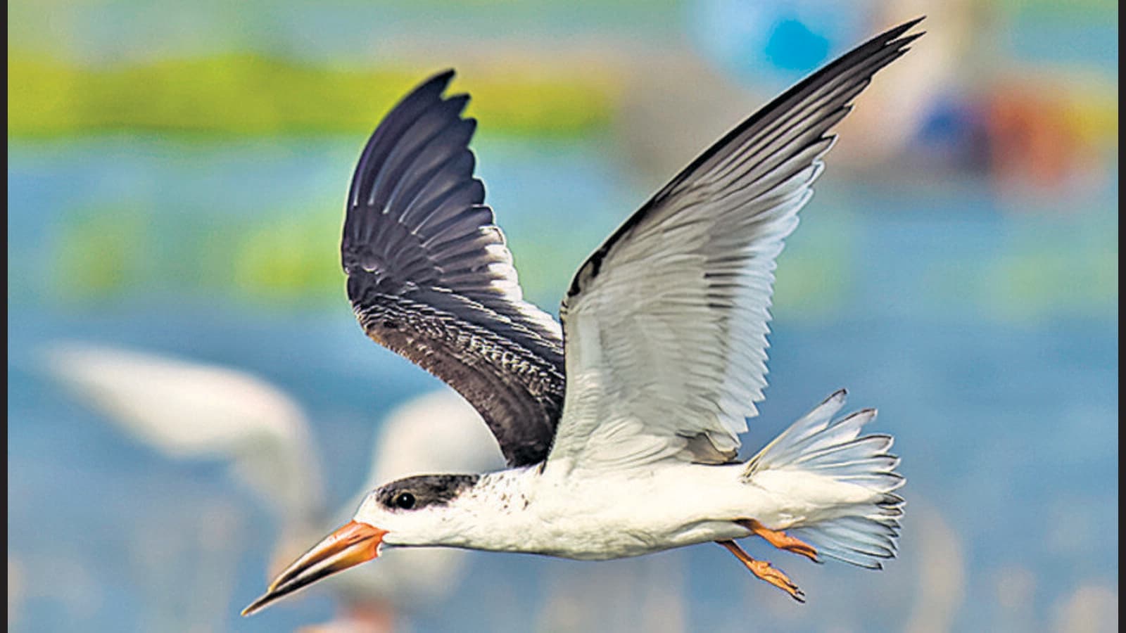 Rare Migratory Birds Spotted In NCR Latest News India Hindustan Times