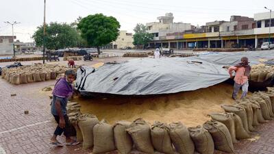 The area under pulses, which India imports to meet domestic demand, still lags 7% compared to the average area usually sown, the data showed. (HT File Photo) The area under pulses, which India imports to meet domestic demand, still lags 7% compared to the average area usually sown, the data showed. (HT File Photo)