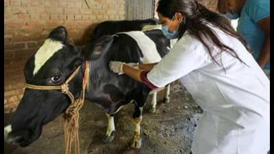 Lumpy skin disease has been reported in 28 districts of Agra, Jhansi, Meerut, Saharanpur, Moradabad and Bareilly divisions. (Pic for representation)