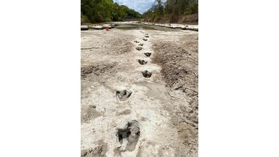 The trail is most likely the work of a single acrocanthosaurus, most likely 15 ft tall, weighing seven tonnes, archaeologists say. The two-legged, three-toed apex predator lived in the Early Cretaceous period, about 50 million years before its more famous cousin, the tyrannosaurus rex. (Image Courtesy: Paul Baker) The trail is most likely the work of a single acrocanthosaurus, most likely 15 ft tall, weighing seven tonnes, archaeologists say. The two-legged, three-toed apex predator lived in the Early Cretaceous period, about 50 million years before its more famous cousin, the tyrannosaurus rex. (Image Courtesy: Paul Baker)