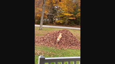 The image, taken from the Instagram video, shows the dog named Stella jumping into a pile of leaves. (Instagram/@dognamedstella)
