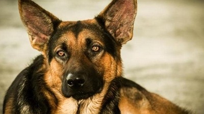 Caring for a pet is getting harder and more expensive, said Biernacki, who started her no-kill shelter in 2001. (HT File) Caring for a pet is getting harder and more expensive, said Biernacki, who started her no-kill shelter in 2001. (HT File)