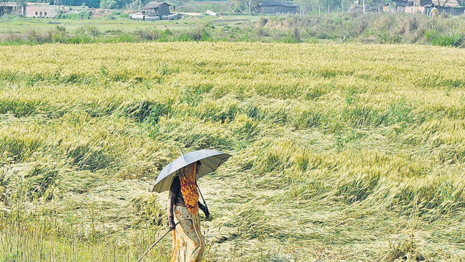 Adequate harvests are critical this year amid a global food crisis. (Deepak Gupta/HT Photo) Adequate harvests are critical this year amid a global food crisis. (Deepak Gupta/HT Photo)