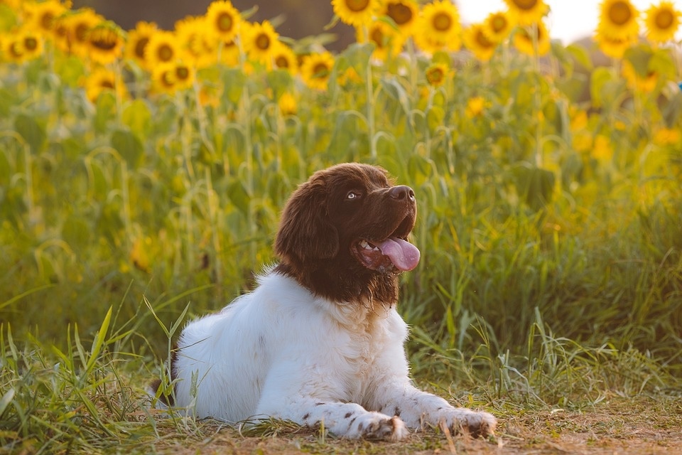 If your dog has been sitting too much instead of walking, there could be many reasons behind it. (Pixabay) If your dog has been sitting too much instead of walking, there could be many reasons behind it. (Pixabay)
