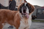 Pet care: Tips to take care of larger breeds of dogs(Unsplash) Pet care: Tips to take care of larger breeds of dogs(Unsplash)