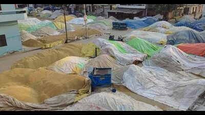 Crop flattened, harvesting delayed: Paddy growers suffer the wrath of incessant rains Crop flattened, harvesting delayed: Paddy growers suffer the wrath of incessant rains