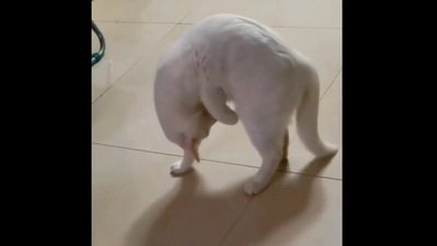 The image, taken from the Reddit video, shows the cat looking at its tail. (Reddit/@ReBeL222)