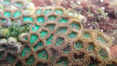 A study has found a wide range of sea creatures with 303 coastal species overall across the rocky tide pools in eight locations on the Konkan coast in Maharashtra. (Sourced) A study has found a wide range of sea creatures with 303 coastal species overall across the rocky tide pools in eight locations on the Konkan coast in Maharashtra. (Sourced)