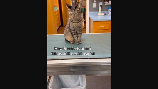 The image, taken from the Instagram video, shows the cat at the vet’s office.(Instagram/@thehospitalcats)