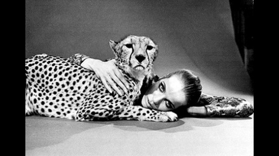 Iconic photo by Franco Rubartelli of the German supermodel, Countess Vera Gräfin von Lehndorff-Steinort ‘Veruschka’, with a Cheetah. Iconic photo by Franco Rubartelli of the German supermodel, Countess Vera Gräfin von Lehndorff-Steinort ‘Veruschka’, with a Cheetah.