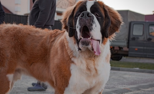 what you need to know about large dog breeds