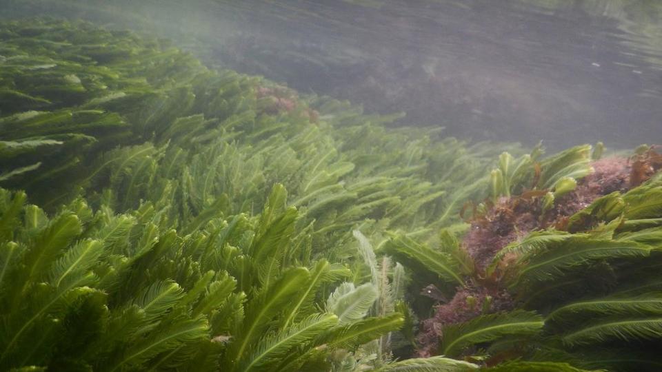 The study was thought of from the point of view to assess biodiversity, but the results went a step ahead to show the emergence of ecotourism opportunities. (Sourced) The study was thought of from the point of view to assess biodiversity, but the results went a step ahead to show the emergence of ecotourism opportunities. (Sourced)