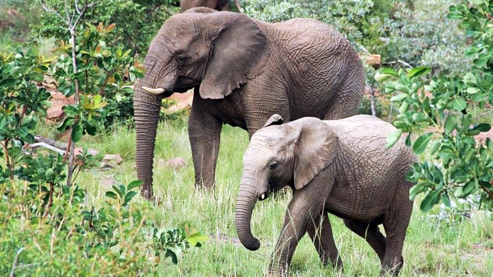 The Union environment ministry will launch a single-window system for environment, forest, wildlife and CRZ clearances (ANI)